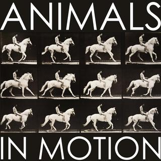 Animals In Motion lyrics | Boomplay Music