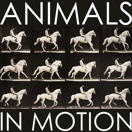 Animals In Motion | Boomplay Music