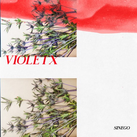 Violeta | Boomplay Music