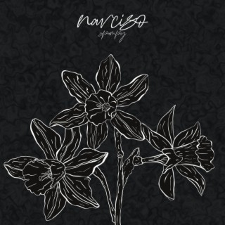 Narciso lyrics | Boomplay Music