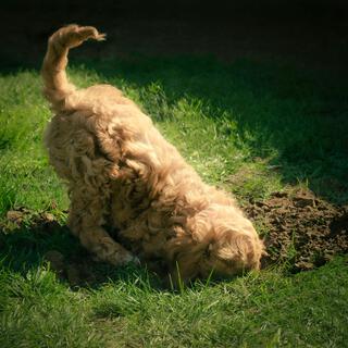 Digging a Ditch