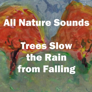 Trees Slow the Rain from Falling