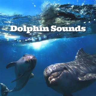 Dolphin Sounds: Healing Water Therapy for Harmony, Deep Sleep & Meditation