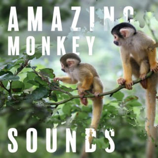Amazing Monkey Sounds: Exotic Jungle Mood, Animal ASMR for Relaxation