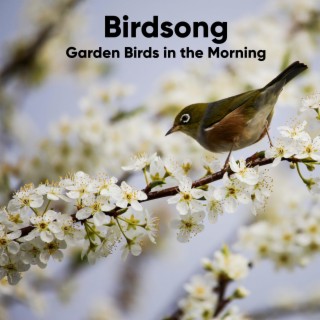 Birdsong: Garden Birds in the Morning