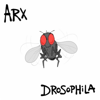 Drosophila