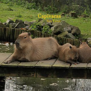 Capivaras