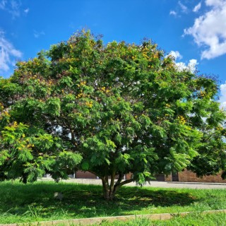 El Árbol (The Tree)