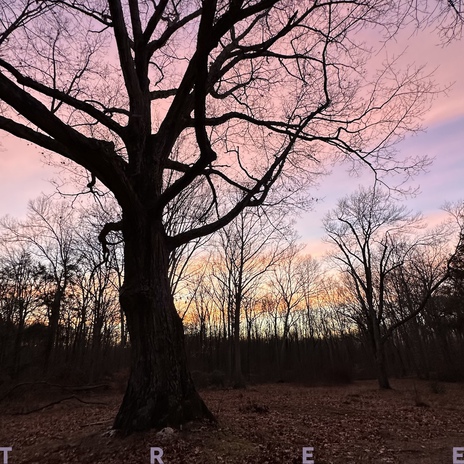 Tree ft. Kiesza & MalinKi | Boomplay Music