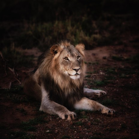 Beautiful Male Lion Roaring | Boomplay Music