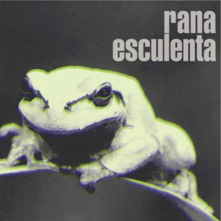 rana esculenta