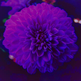 Purple Carnation