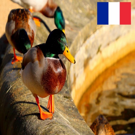 Canards Sauvages dans une Petite Fontaine | Boomplay Music