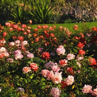 1000 Rows of Roses