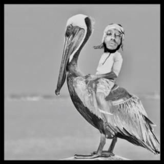 Pelican's Back