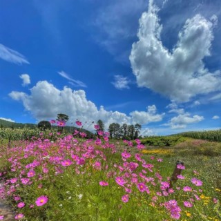 FORRAR DE FLORES