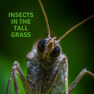 Insects in the Tall Grass