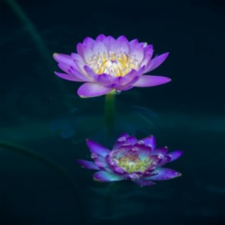 Lotus flower