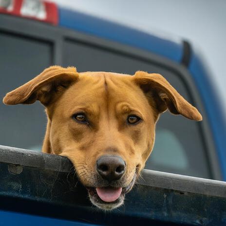 She Took My Dog When She Left (Country Version) | Boomplay Music