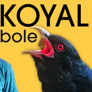 Koyal