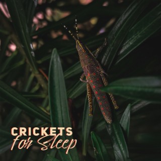 Crickets for Sleep: Deeply Healing Night Atmosphere
