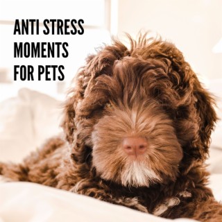 Anti Stress Moments for Pets