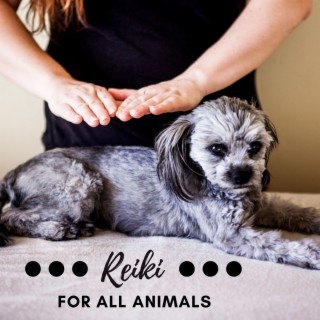 Reiki for All Animals