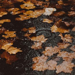 rainy autumn walk