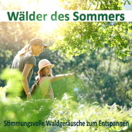 Einzelner Vogelgesang | Boomplay Music