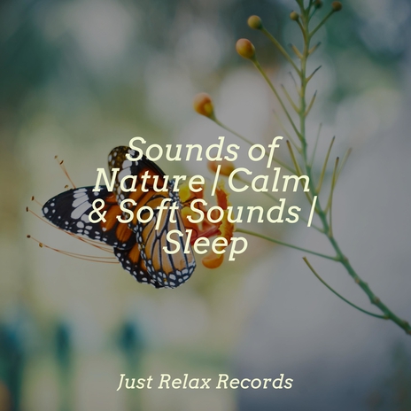 Echoes of Impact Harmony ft. Música Zen Relaxante & Nature Sound Collection | Boomplay Music