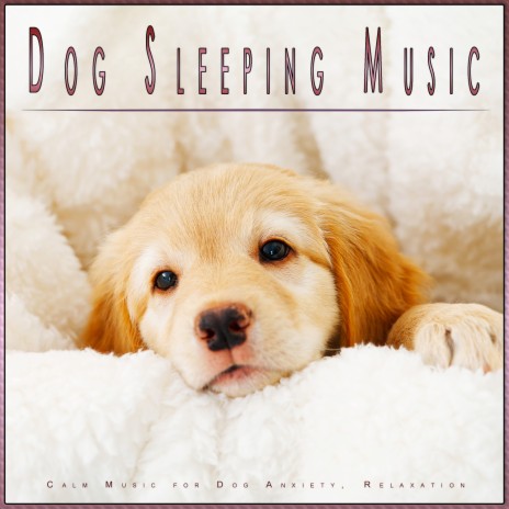 Dog Sleeping Music ft. Calming Music For Dogs & Dog Music Experience