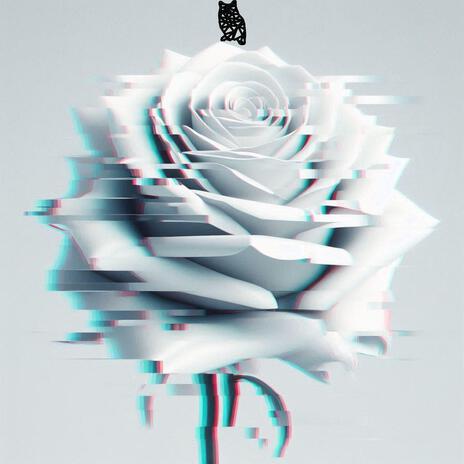 White Rose | Boomplay Music