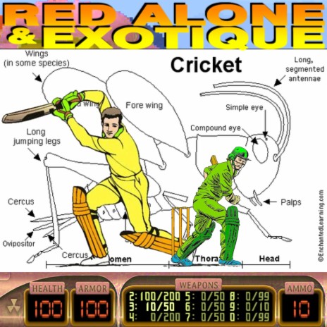 Cricket ft. Exotique