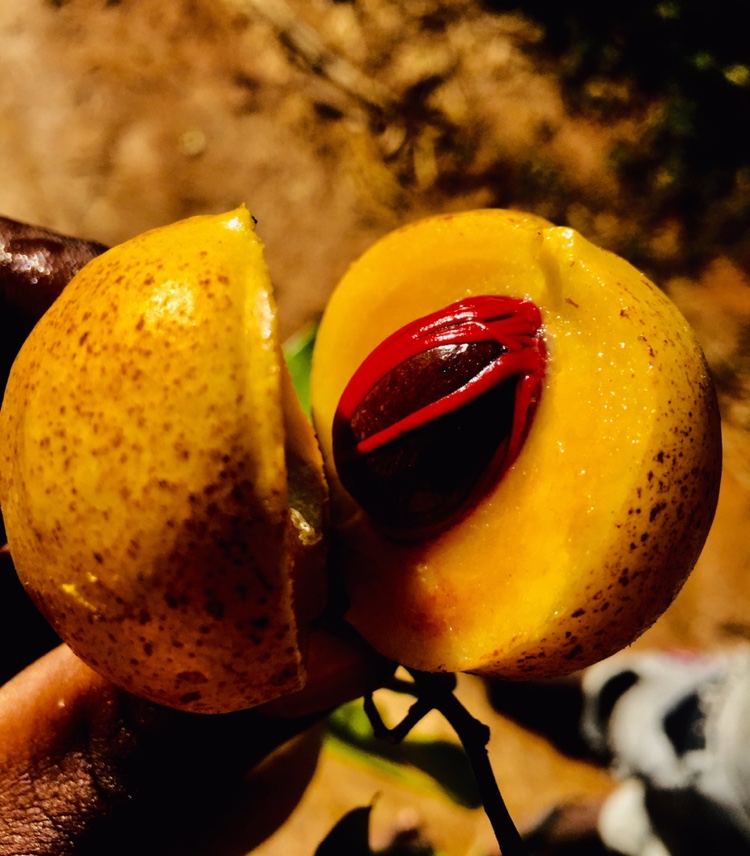 Download S'Villa album songs Jehovah Boomplay Music