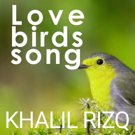 Love birds song