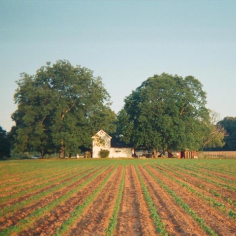 The Fields | Boomplay Music