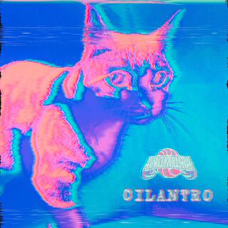 CILANTRO