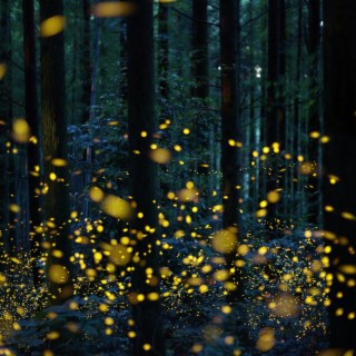 fireflies