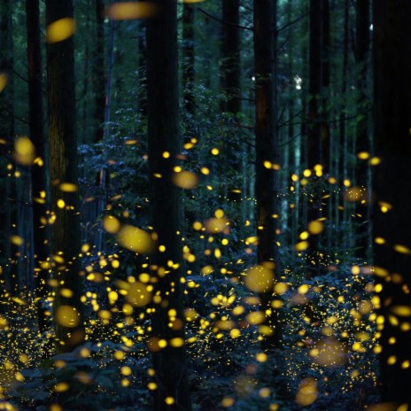 fireflies | Boomplay Music