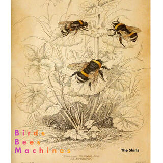 Birds Bees Machines