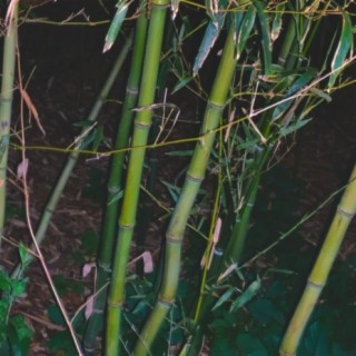 Bamboo lyrics | Boomplay Music