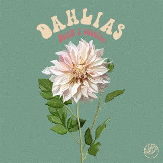 Dahlias