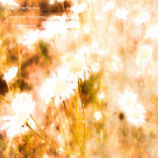 violet, dandelion and chamomile