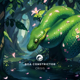 Boa Constrictor