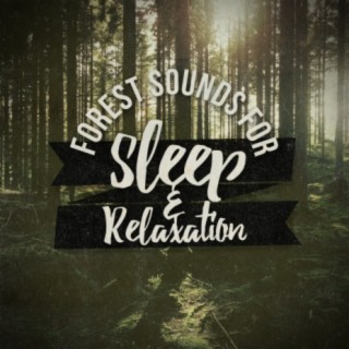 Forest Sounds for Sleep and Relaxation