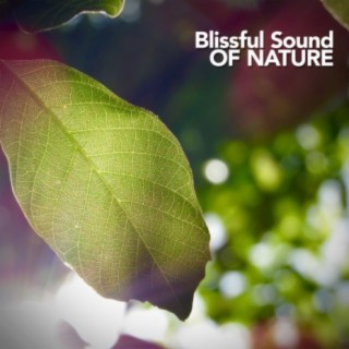 Blissful Sound of Nature