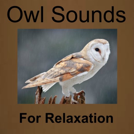 Owl and Ciccadas Sounds