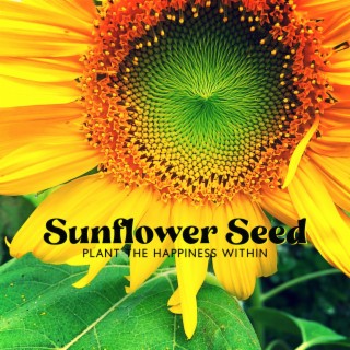 Sunflower Seed: Plant the Happiness Within, Mindfulness Meditation for Anxiety, Set Your Spirit Free, Never Give Up
