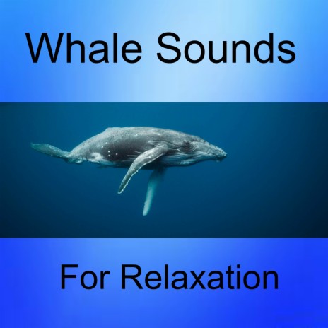 Whale and Cricket Sounds