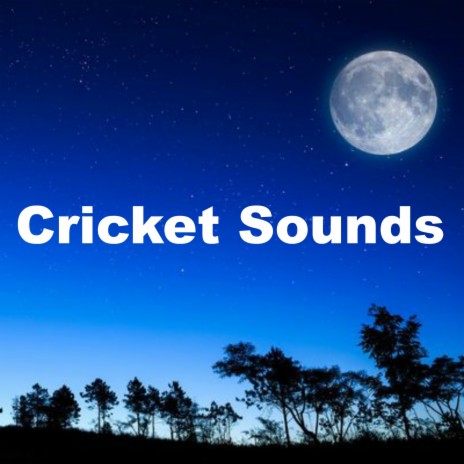 Cricket Sounds At Sunset | Boomplay Music